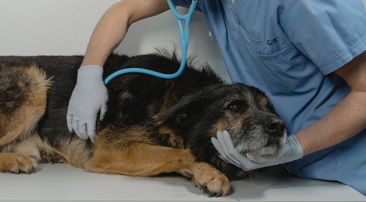 Dog getting Urgent Care checkup
